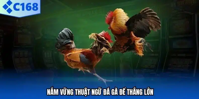 Các thuật ngữ đá gà cần phải ghi nhớ.