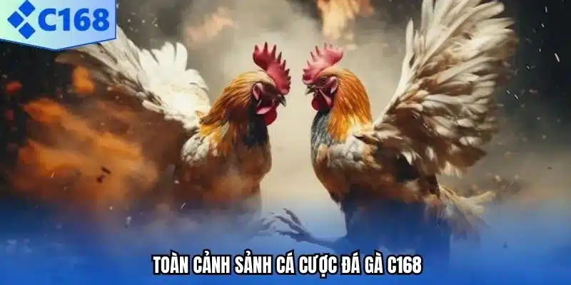 Toàn cảnh sảnh cá cược đá gà C168